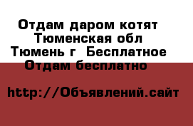 Отдам даром котят - Тюменская обл., Тюмень г. Бесплатное » Отдам бесплатно   